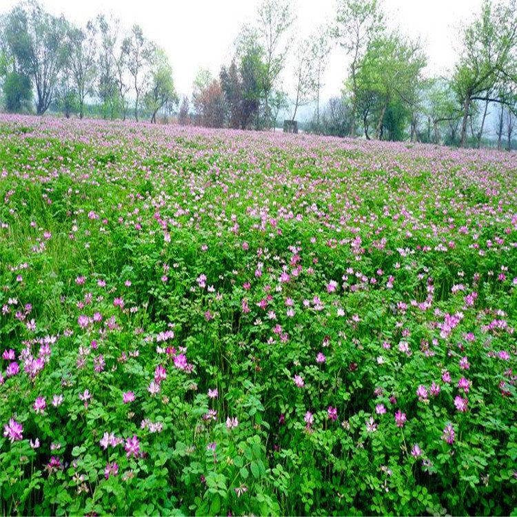 附近盆景花卉批发市场与园林景观工程 如何就近采购与一体化落地